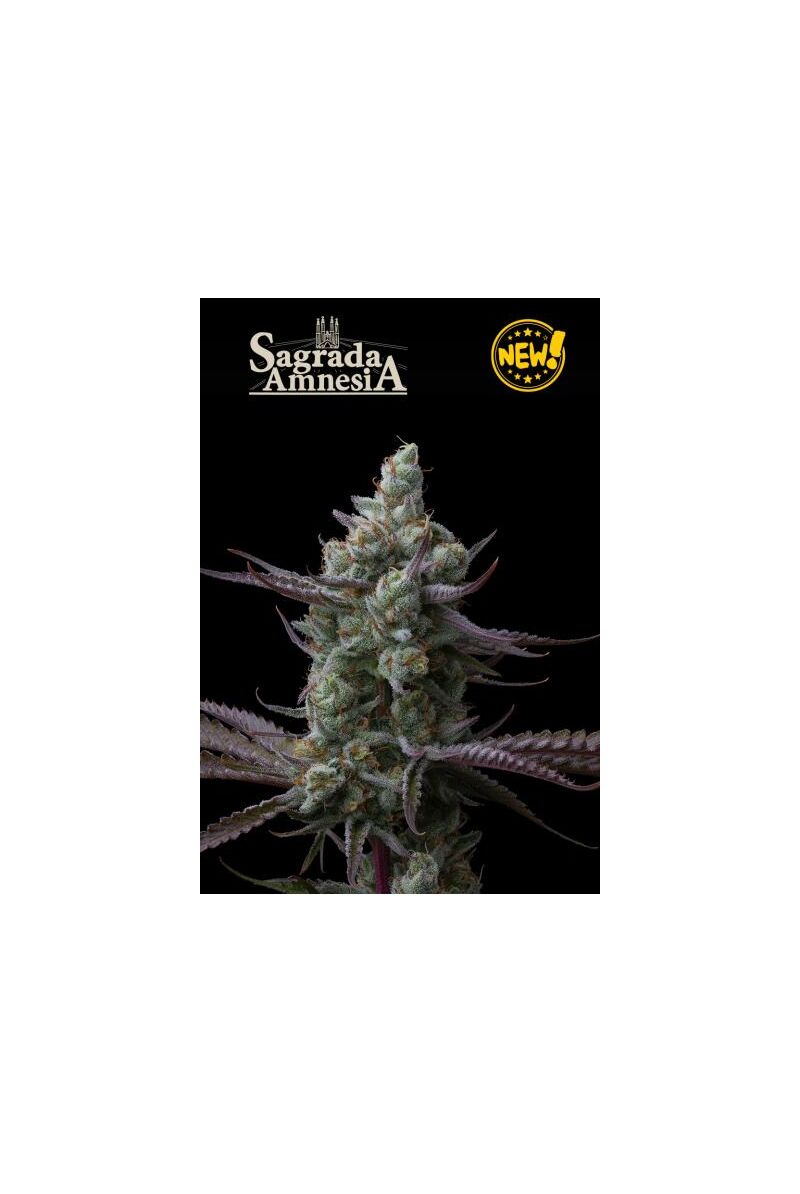 Sagrada Amnesia, Фасовка: 3